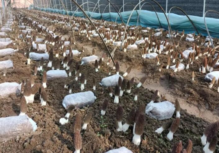 野生食用菌可能富含重金屬，但栽培食用菌可以放心吃
